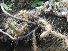 Opuntia repens