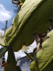 Rhipsalis pachyptera