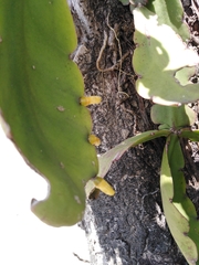 Rhipsalis pachyptera