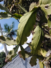 Rhipsalis pachyptera