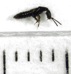 Leptacinus pusillus