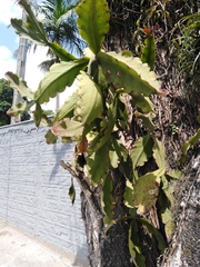 Rhipsalis pachyptera