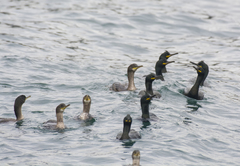 Gulosus aristotelis