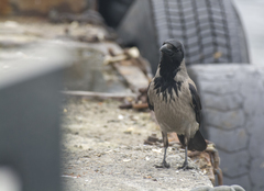 Corvus cornix