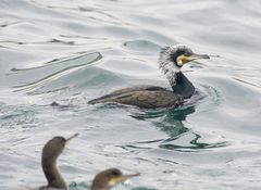 Phalacrocorax carbo