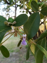Vitex mollis