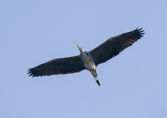 Ardea cinerea