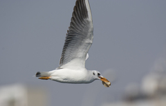 Chroicocephalus ridibundus
