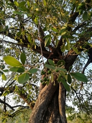 Vitex mollis