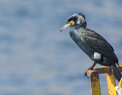 Phalacrocorax carbo