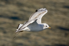 Chroicocephalus ridibundus