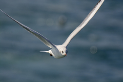 Chroicocephalus ridibundus