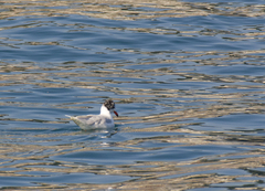 Ichthyaetus melanocephalus