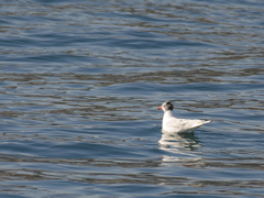 Ichthyaetus melanocephalus