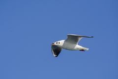 Chroicocephalus ridibundus