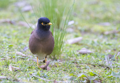 Acridotheres tristis