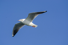 Chroicocephalus ridibundus