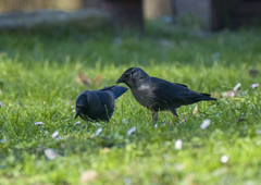 Corvus monedula