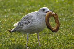 Larus