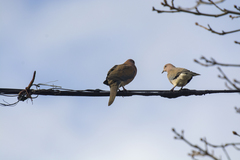 Streptopelia senegalensis