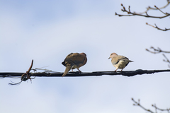 Streptopelia senegalensis