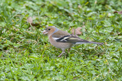 Fringilla coelebs