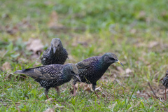 Sturnus vulgaris