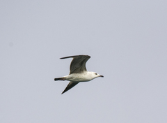 Larus michahellis