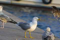 Larus michahellis