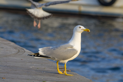 Larus michahellis