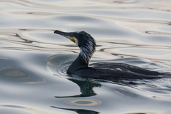 Phalacrocorax carbo