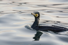 Phalacrocorax carbo
