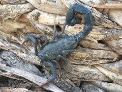 Hottentotta judaicus