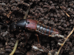 Platydracus praetermissus