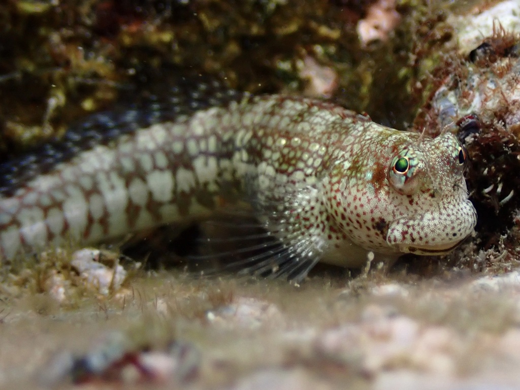 Humpheaded Blenny