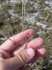 Eragrostis atrovirens