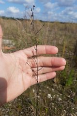 Symphyotrichum subulatum elongatum