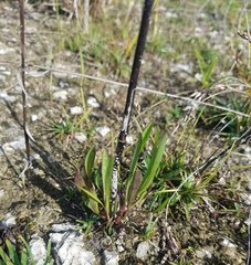 Symphyotrichum subulatum elongatum
