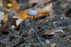 Entoloma