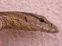 Varanus bengalensis