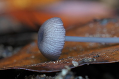 Entoloma