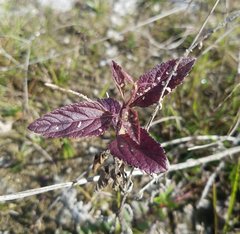 Verbena scabra