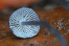 Entoloma