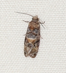 Lobesia transtrifera