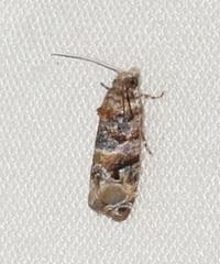 Lobesia transtrifera