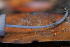 Entoloma