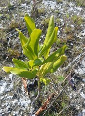 Myrsine cubana
