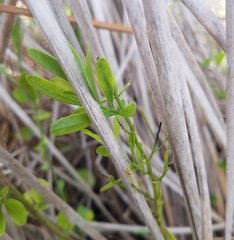 Baccharis angustifolia