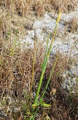 Juncus megacephalus