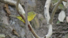 Phylloscopus whistleri